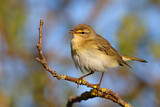 Image. Willow Warbler