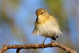 Image. Willow Warbler