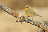 Image. Willow Warbler