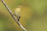 Image. Willow Warbler