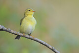 Image. Willow Warbler