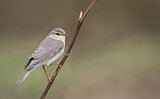 Image. Willow Warbler