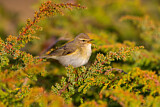 Image. Willow Warbler