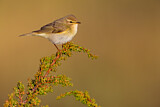 Image. Willow Warbler