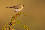 Image. Willow Warbler