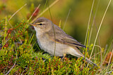 Image. Willow Warbler