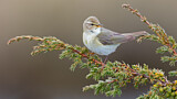 Image. Willow Warbler