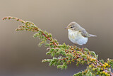 Image. Willow Warbler