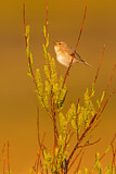 Image. Willow Warbler