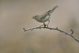 Image. Willow Warbler