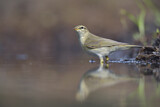 Image. Willow Warbler