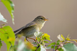 Image. Willow Warbler