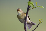 Image. Willow Warbler