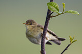 Image. Willow Warbler