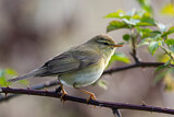 Image. Willow Warbler