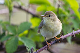 Image. Willow Warbler