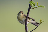 Image. Willow Warbler