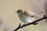 Image. Willow Warbler