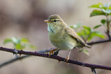 Image. Willow Warbler
