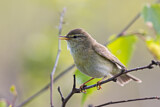 Image. Willow Warbler