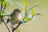 Image. Willow Warbler