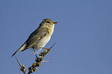 Image. Willow Warbler