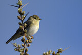 Image. Willow Warbler