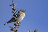 Image. Willow Warbler