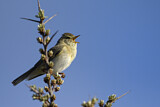 Image. Willow Warbler