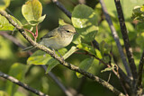 Image. Willow Warbler