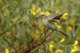 Image. Willow Warbler