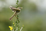 Image. Willow Warbler