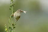 Image. Willow Warbler
