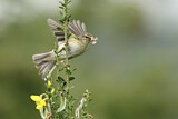 Image. Willow Warbler