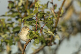 Image. Willow Warbler