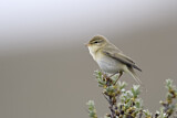 Image. Willow Warbler