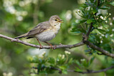 Image. Willow Warbler
