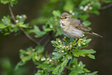 Image. Willow Warbler
