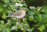 Image. Willow Warbler