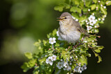 Image. Willow Warbler