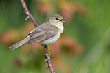 Image. Willow Warbler