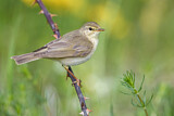 Image. Willow Warbler