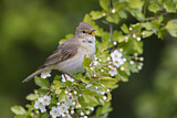 Image. Willow Warbler