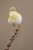 Image. Willow Warbler