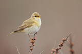 Image. Willow Warbler
