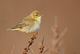 Image. Willow Warbler