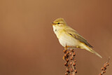 Image. Willow Warbler
