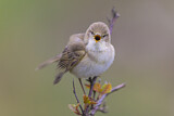 Image. Willow Warbler