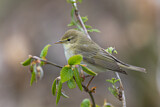Image. Willow Warbler
