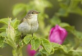 Image. Willow Warbler